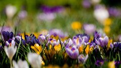 Tapeta Nature Flowers 689.jpg